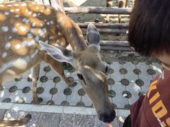 -辛玛王国游乐园