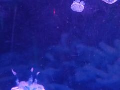 -青岛嘉年华主题乐园