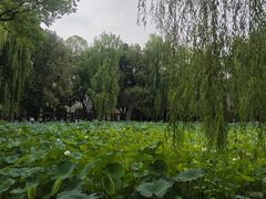 -四川大学(望江校区)