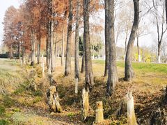 -金银湖国家城市湿地公园
