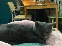 -猫小院猫主题餐厅(南锣旗舰店)