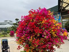 -中国科学院华南植物园