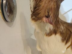 -Oh My Dog宠物沙龙(伊珊娜皮毛护理店)