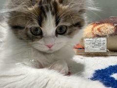 -babydoll猫舍·米努特·德文·缅因(久光中心店)