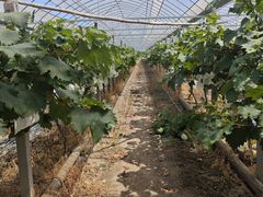 -马陆小张葡萄园农家乐