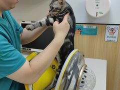 -瑞派长江宠物医院·猫科·外科·24小时夜护(谊城公寓分院)