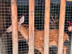 -云栖山谷野奢营地