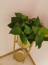 -薇兰专业脱毛连锁机构