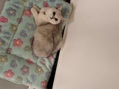 -宠福鑫康馨动物医院·骨科·眼科