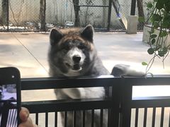 -TrueLove @ Neverland (Husky Cafe)