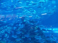-迪拜水族馆及水下动物园
