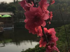 -丹樱生态园