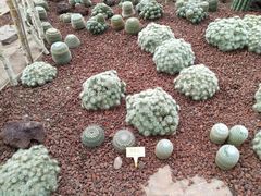 景点-南通洲际绿博园