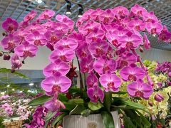 -双季花艺园艺市场(浦东店)
