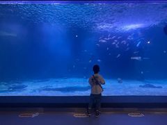 -石家庄海洋公园