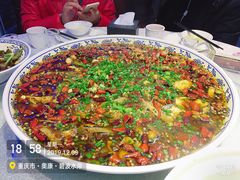 -新概念来凤鱼(璧山店)