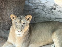 -北京野生动物园