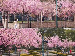 -新江湾城公园