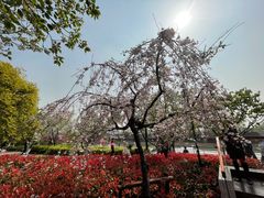 -高东镇樱花园