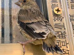 -清真·伊清阁餐厅