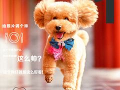 -BABIT巴比特宠物(MOMOPARK店)