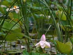 -昆山城市生态森林公园