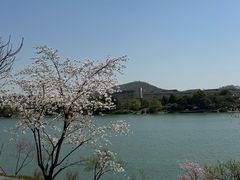 -羊山湖公园