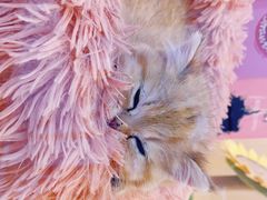 -momokira米努特·德文卷毛猫·棉花面纱犬