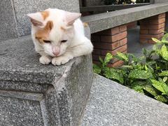 -星巴克臻选(思南公馆店)