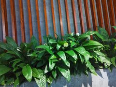 -蕉棠·鸽子餐厅(柳州万象城店)