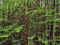 -桤木河湿地公园