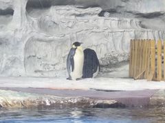 -海合安武汉极地海洋公园