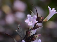 -三圣花乡旅游区