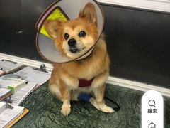 -爱侣宠医·鹦鹉专科·小型哺乳类·异宠专科(灵石路店)