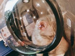 -爱侣·安琦尔宠物医院·中兽医针灸·心内科·狂犬免疫点(宝山区院)