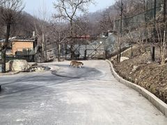 -栾川竹海野生动物园