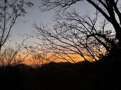 -天目山大树王景区