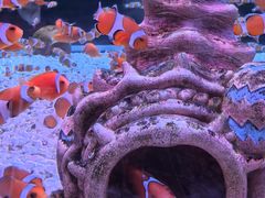 -海合安成都极地海洋公园