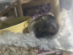 -立德异宠动物医院.兔鸟爬.内窥镜(天河店)