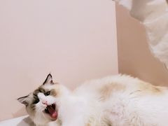 -达爱动物医院·犬猫分区·CT·复杂眼科(远洋山水分院)