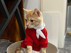 -伟伟宠物医院·瑞派猫友好医院·猫科(光谷店)