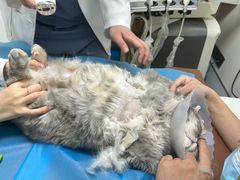 -达爱动物医院·犬猫分区·CT·复杂眼科(远洋山水分院)