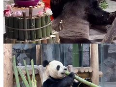 -栾川竹海野生动物园