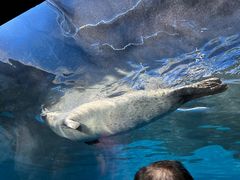 -上海海洋水族馆