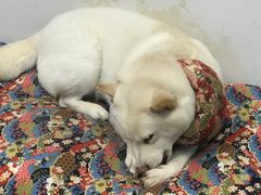 -柴迷FANS CLUB·柴犬狗咖·猫咖