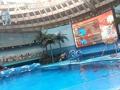 -海合安成都极地海洋公园