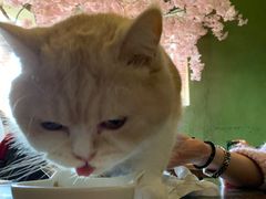 -猫猫幼稚园·撸猫·桌游·电玩