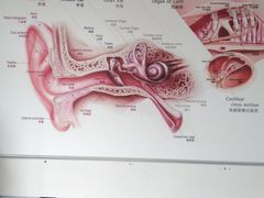 -自然之声助听器·呼吸机(公园路店)