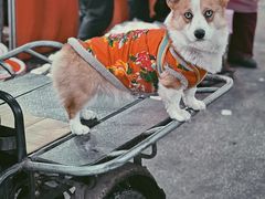 -沈阳市八家子水果批发市场