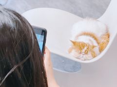 -More Fun猫咖 二十只万元加菲主题